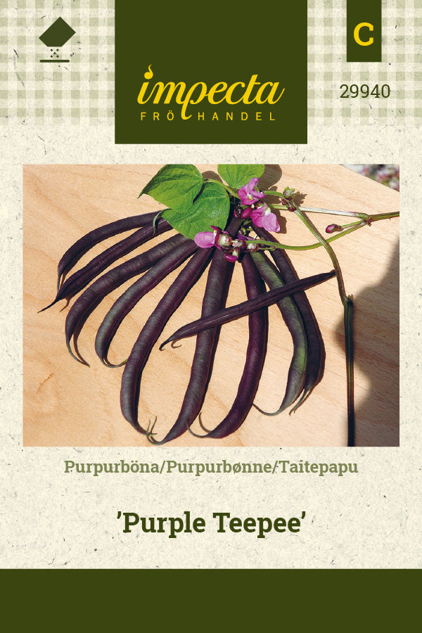 Frø: Purpurbønne 'Purple Teepee'
