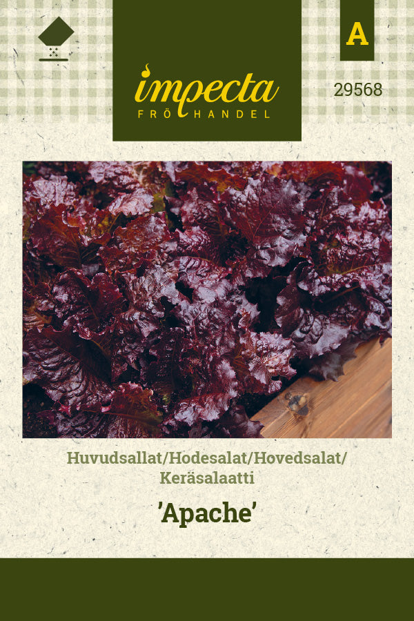 Frø: Hovedsalat 'Apache'