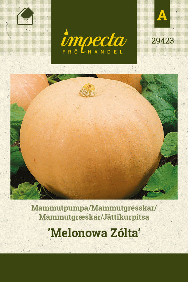 Frø: Mammutgræskar 'Melonowa Zólta'