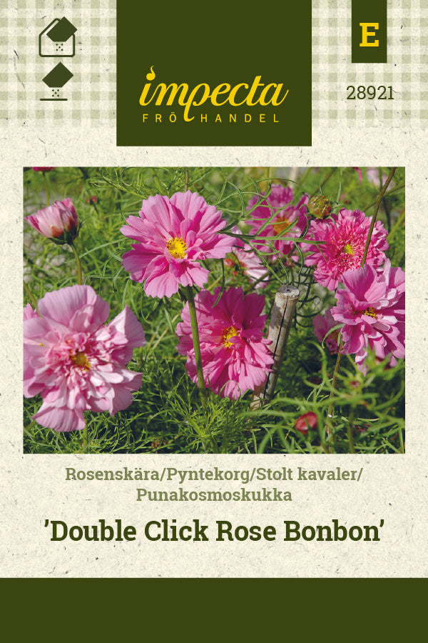 Frø: Stolt kavaler 'Double Click Rose Bonbon'