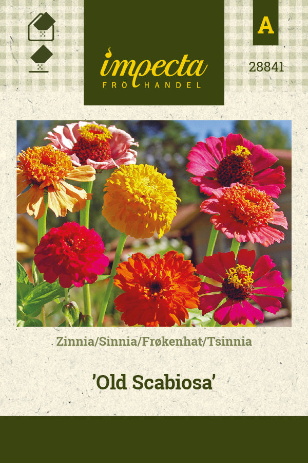 Frø: Frøkenhat 'Old Scabiosa'