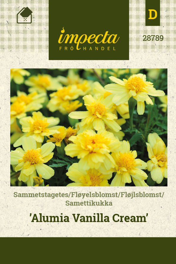 Frø: Udspærret fløjlsblomst 'Alumia Vanilla Cream'