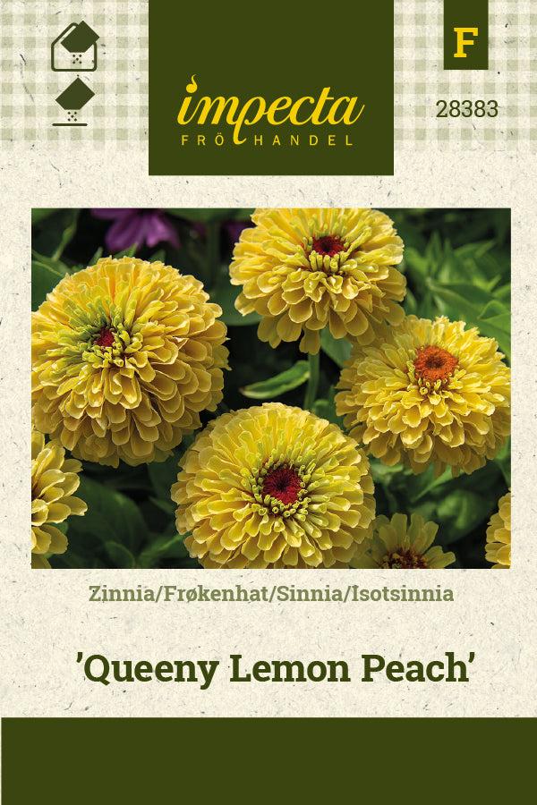 Frø: Frøkenhat 'Queeny Lemon Peach'