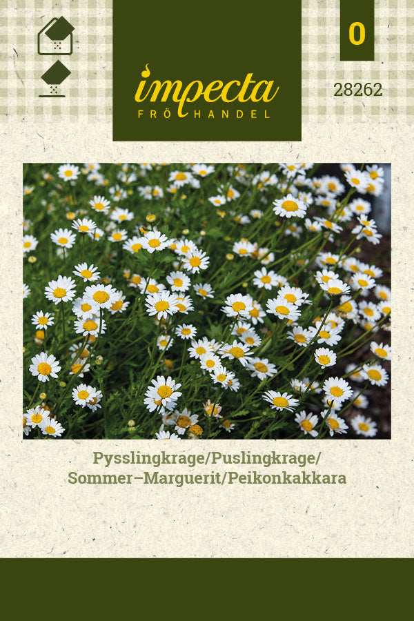 Frø: Sommermarguerit