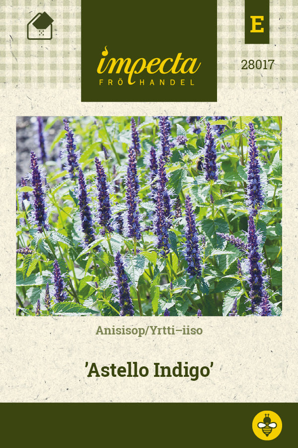 Frø: Anisisop 'Astello Indigo'
