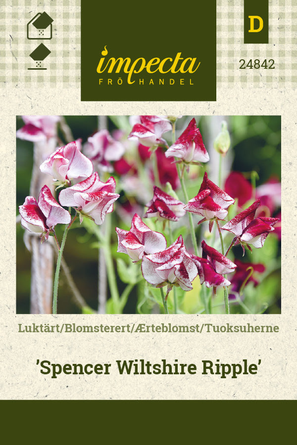 Frø: Ærteblomst 'Spencer Wiltshire Ripple'