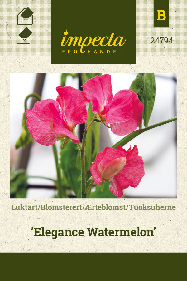 Frø: Ærteblomst 'Elegance Watermelon'