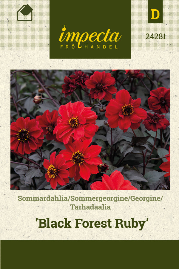 Frø: Sommergeogine 'Black Forest Ruby'