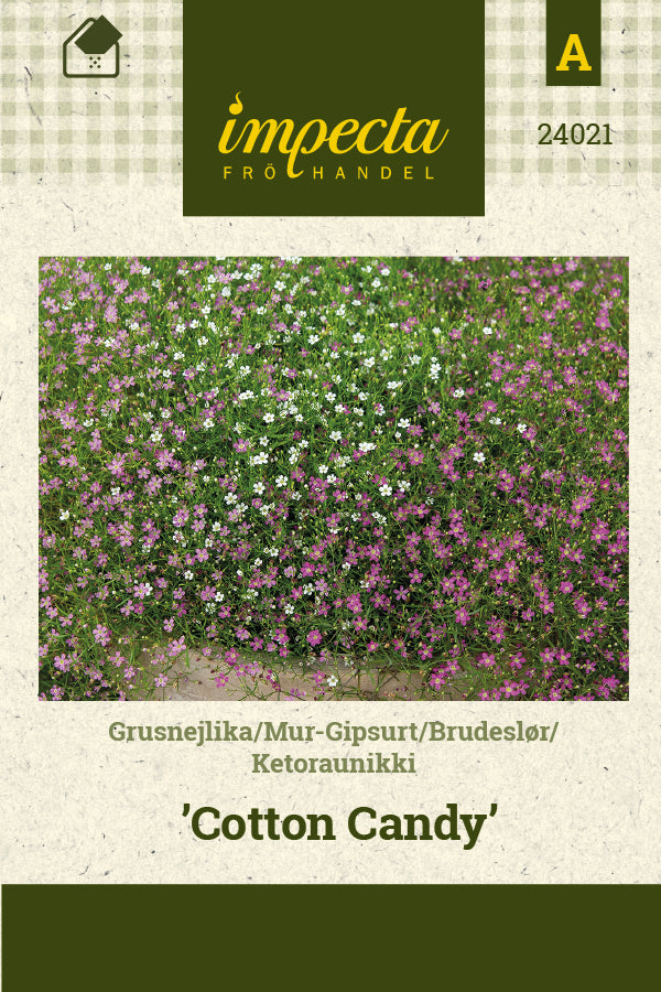 Frø: Brudeslør 'Cotton Candy'