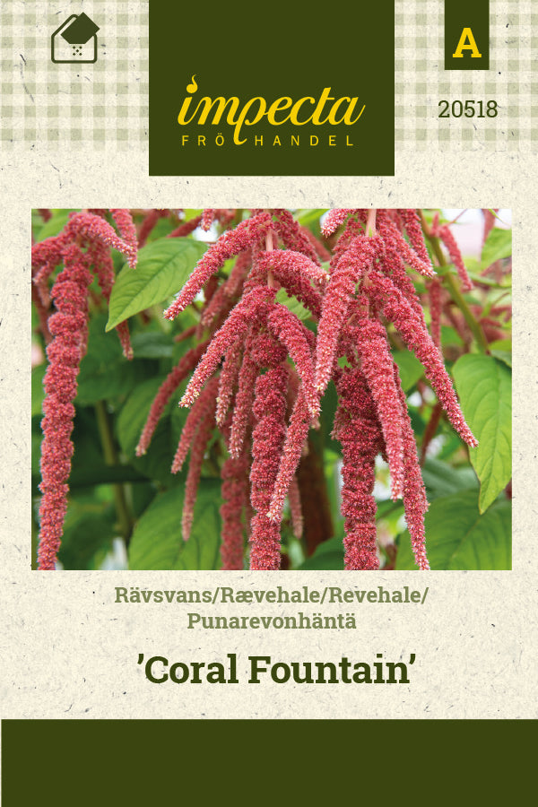 Frø: Amarant 'Coral Fountain'
