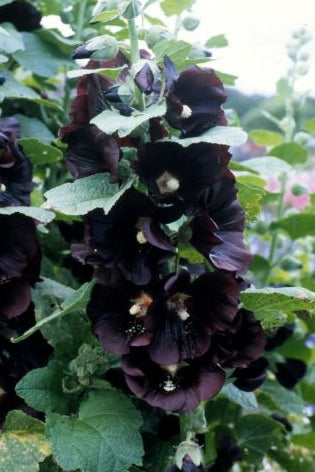 Frø: Alcea rosea 'Jet Black'