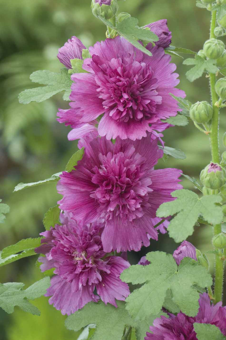 Frø: Alcea rosea 'Spring Celebrities Purple'