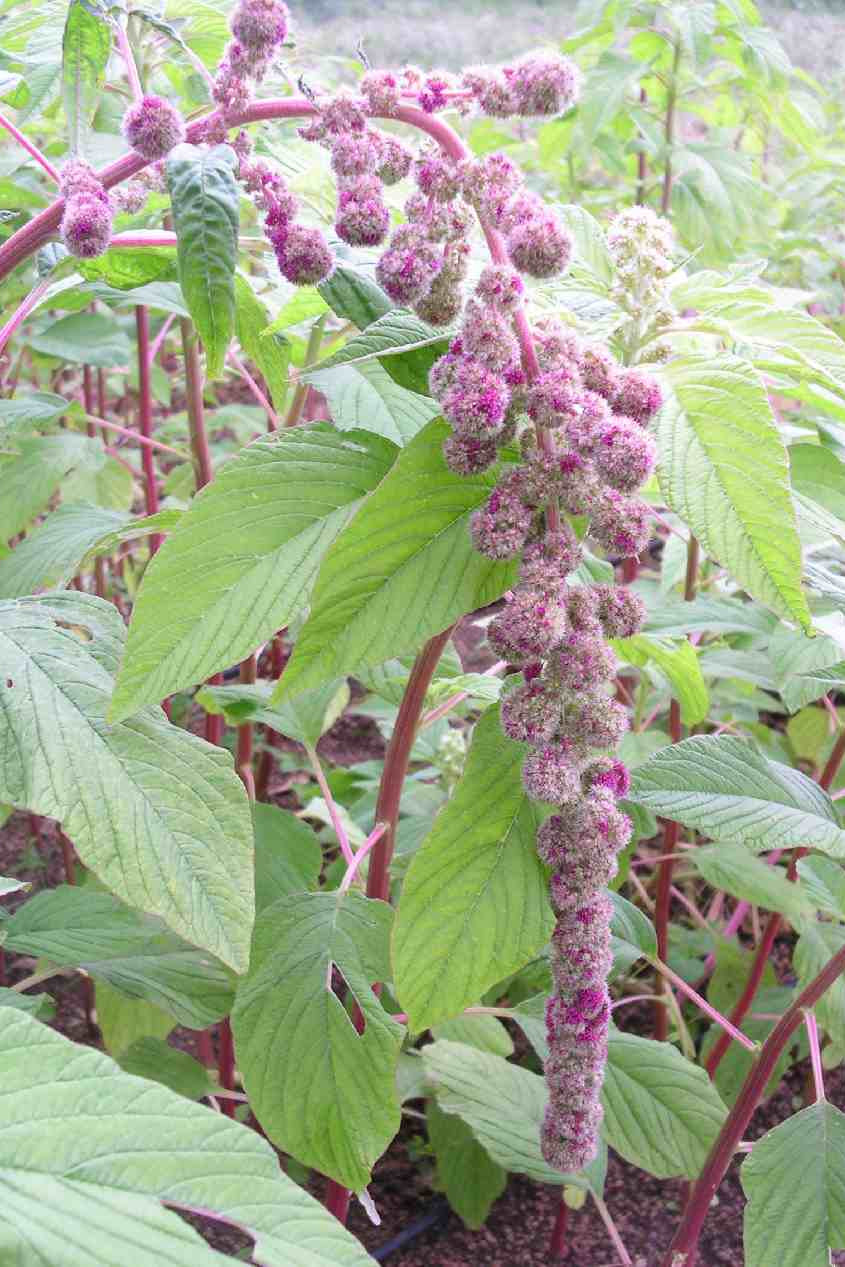 Frø: Amaranthus caudatus 'Mira'