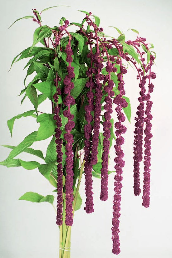 Frø: Amaranthus caudatus 'Pony Tails'