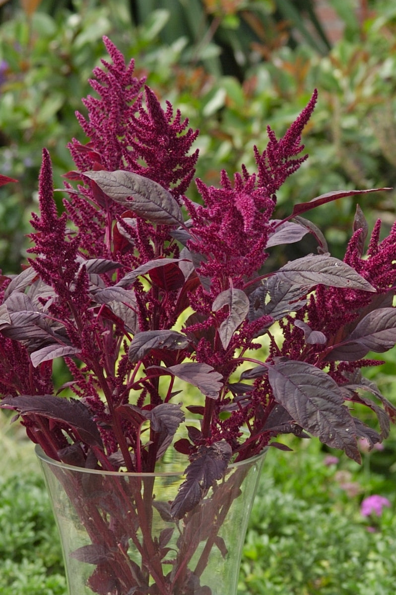 Frø: Amaranthus cruentus 'Velvet Curtains'