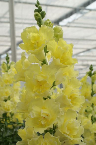 Frø: Antirrhinum majus 'Doubleshot Yellow'