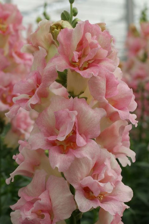 Frø: Antirrhinum majus 'Opus Appleblossom'