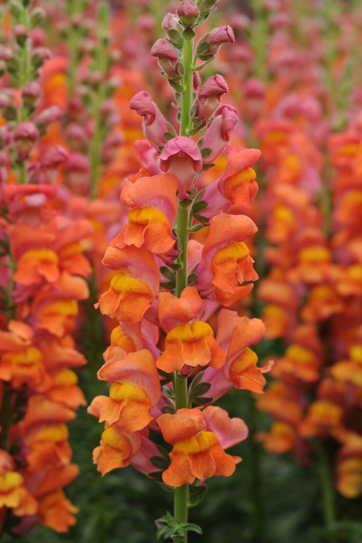 Frø: Antirrhinum majus 'Potomac Dark Orange'
