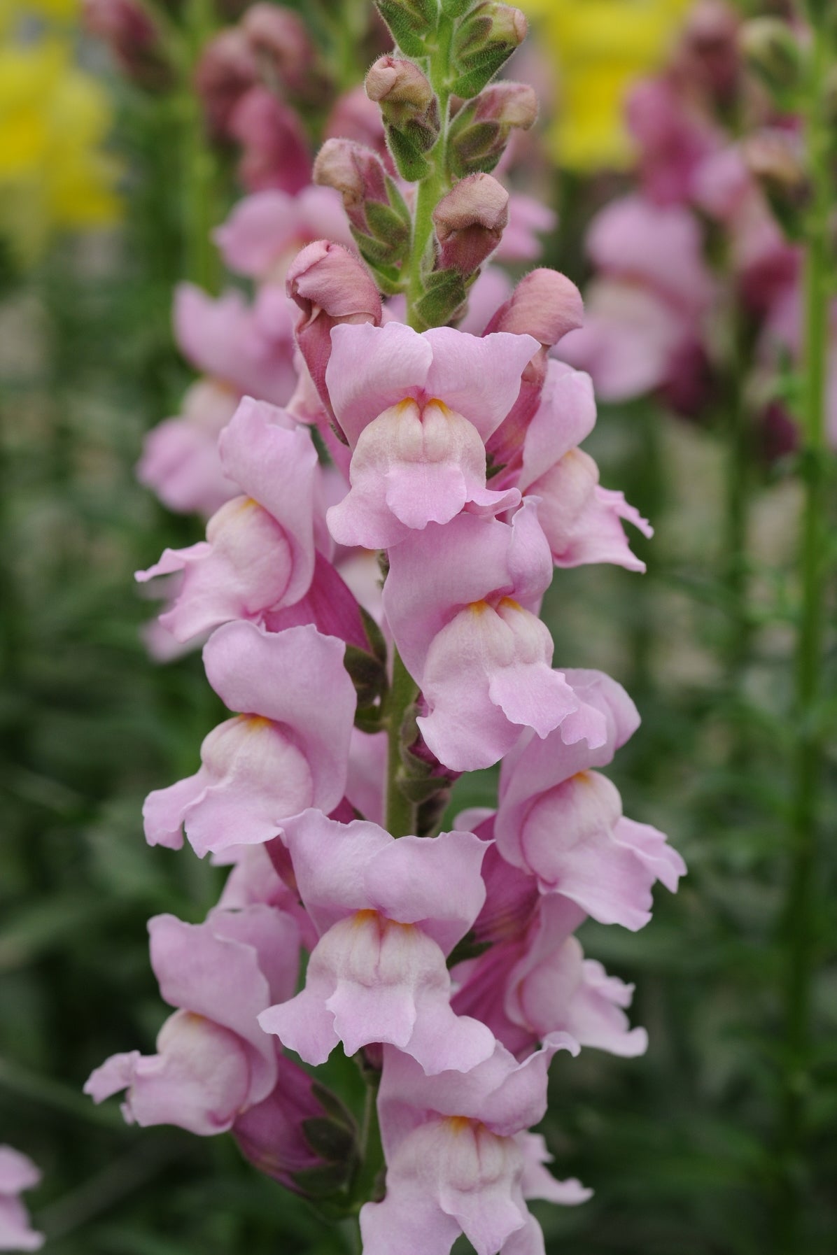 Frø: Antirrhinum majus 'Potomac Lavender'