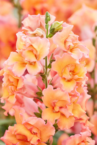 Frø: Antirrhinum majus 'Twinny Bronze Shades'