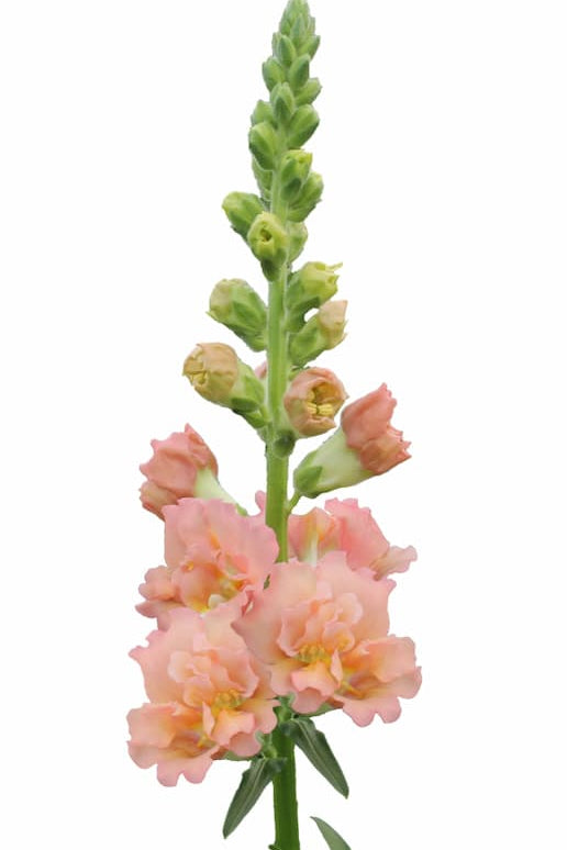 Frø: Antirrhinum majus F1 'Snapstar Champagne'