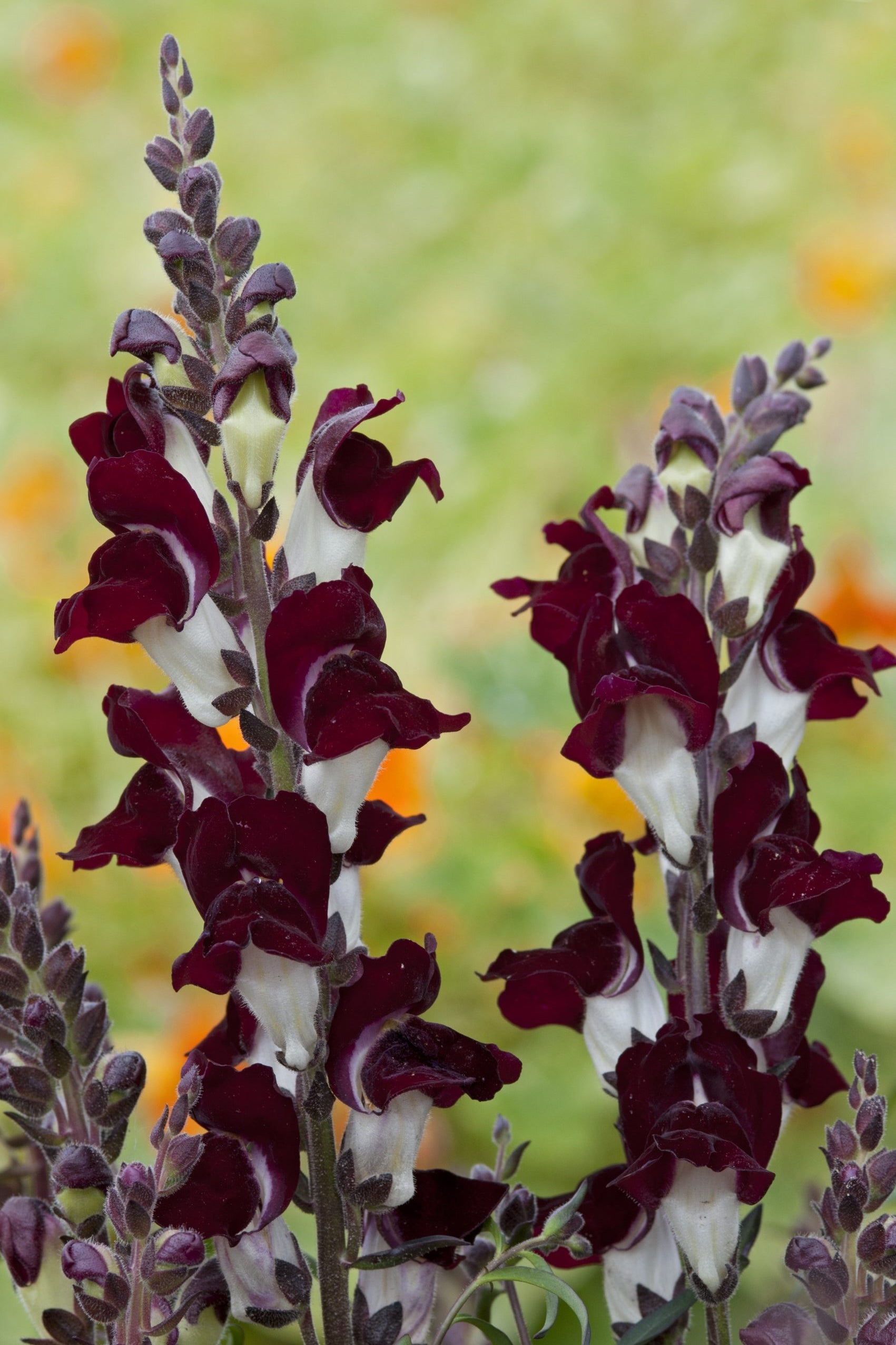 Frø: Antirrhinum majus 'Night & Day'