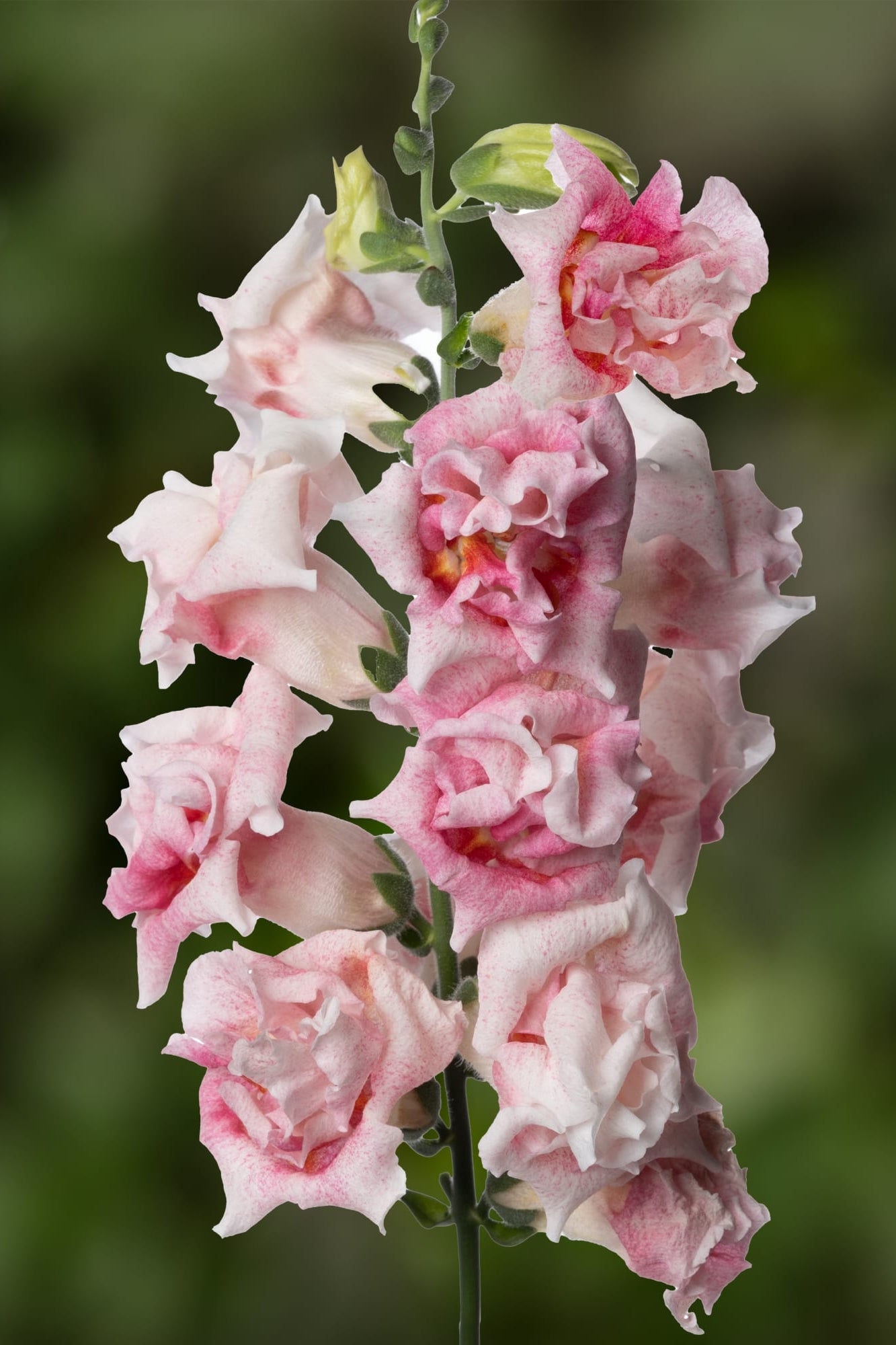 Frø: Antirrhinum majus 'Sweet Duet Appleblossom'