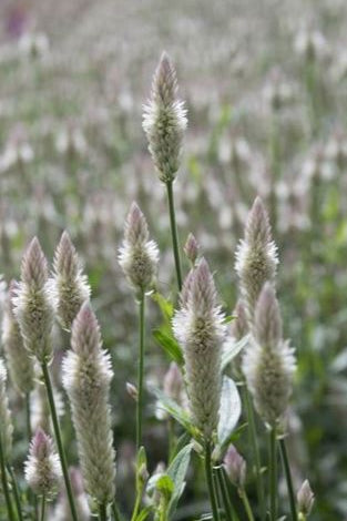 Frø: Celosia spicata 'Xantippe'