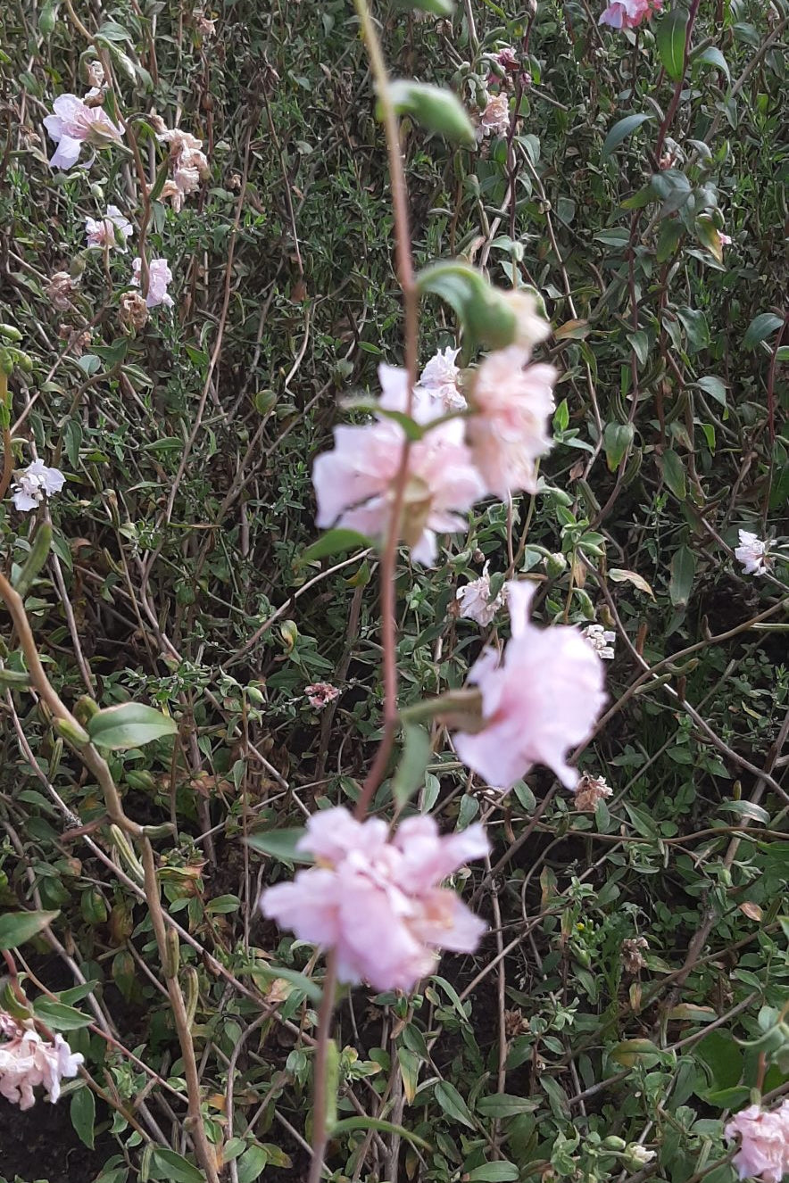 Frø: Clarkia unguiculata 'Appleblossom'