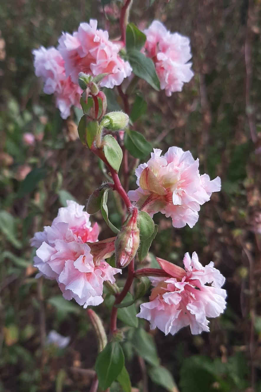 Frø: Clarkia unguiculata Enchantress