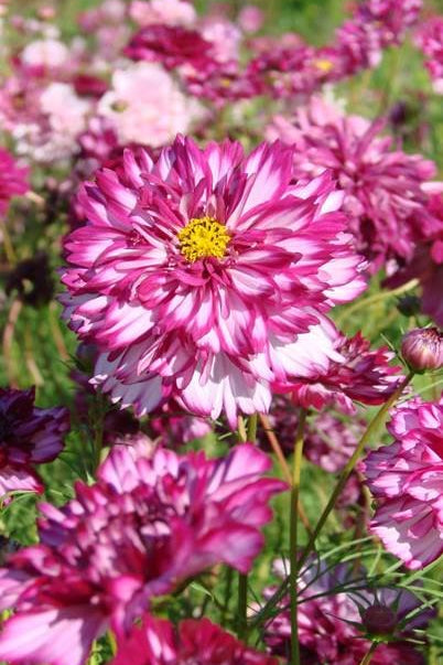 Frø: Cosmos bipinnatus 'Double Click Bicolour Violet'