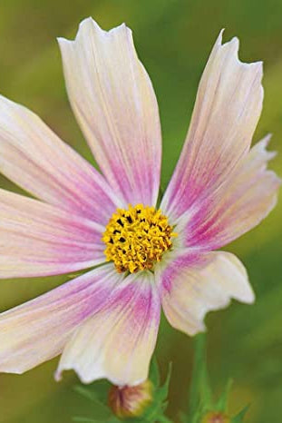Frø: Cosmos bipinnatus 'Apricot Lemonade'
