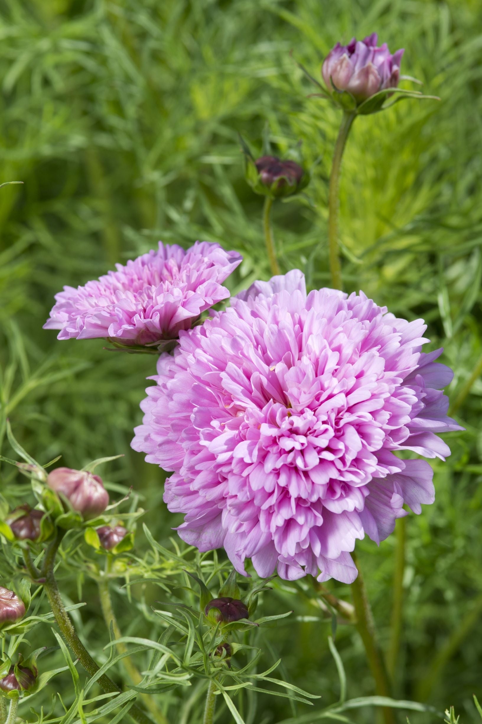 Frø: Cosmos bipinnatus 'Double Dutch Rose'