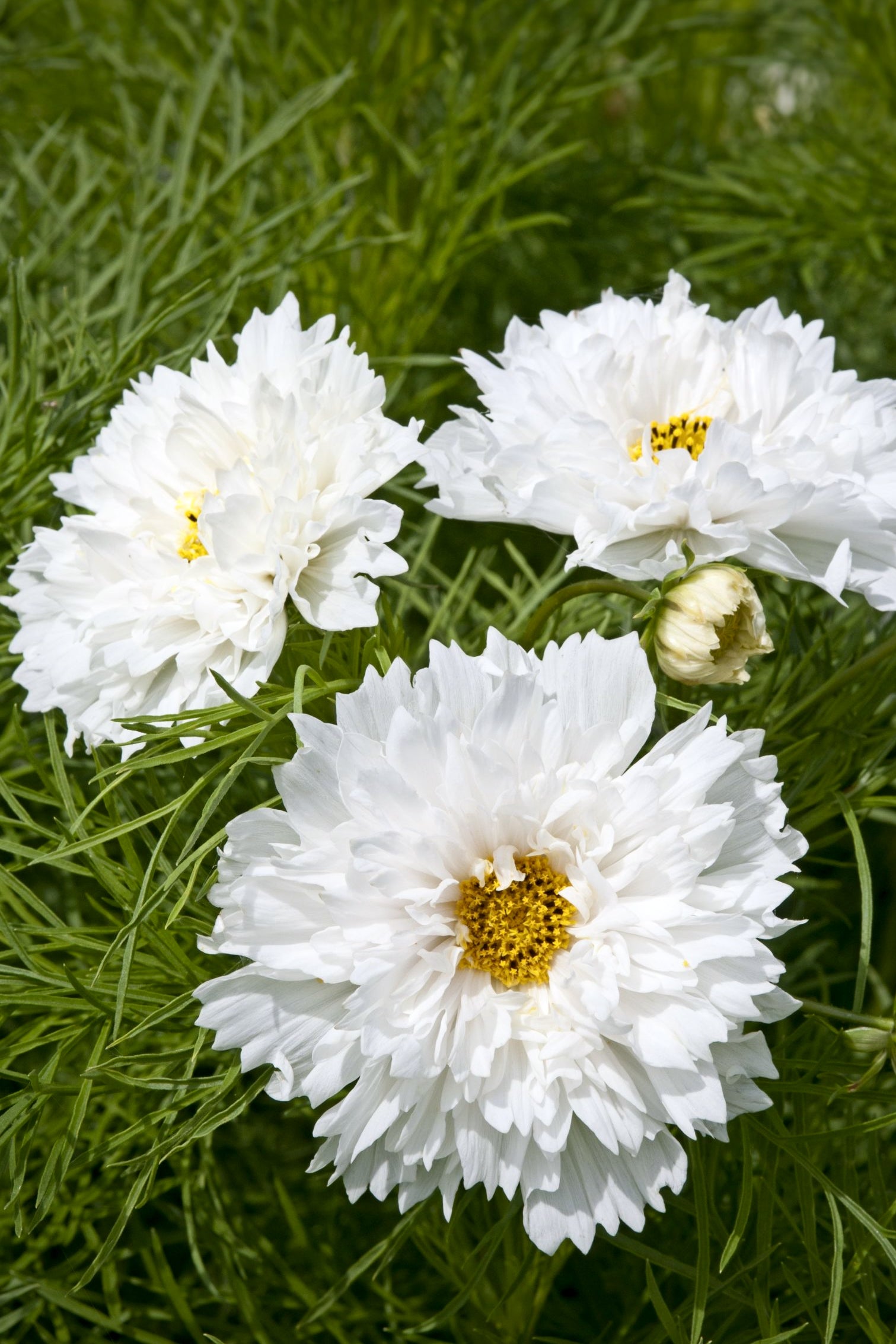 Frø: Cosmos bipinnatus 'Double Dutch White'