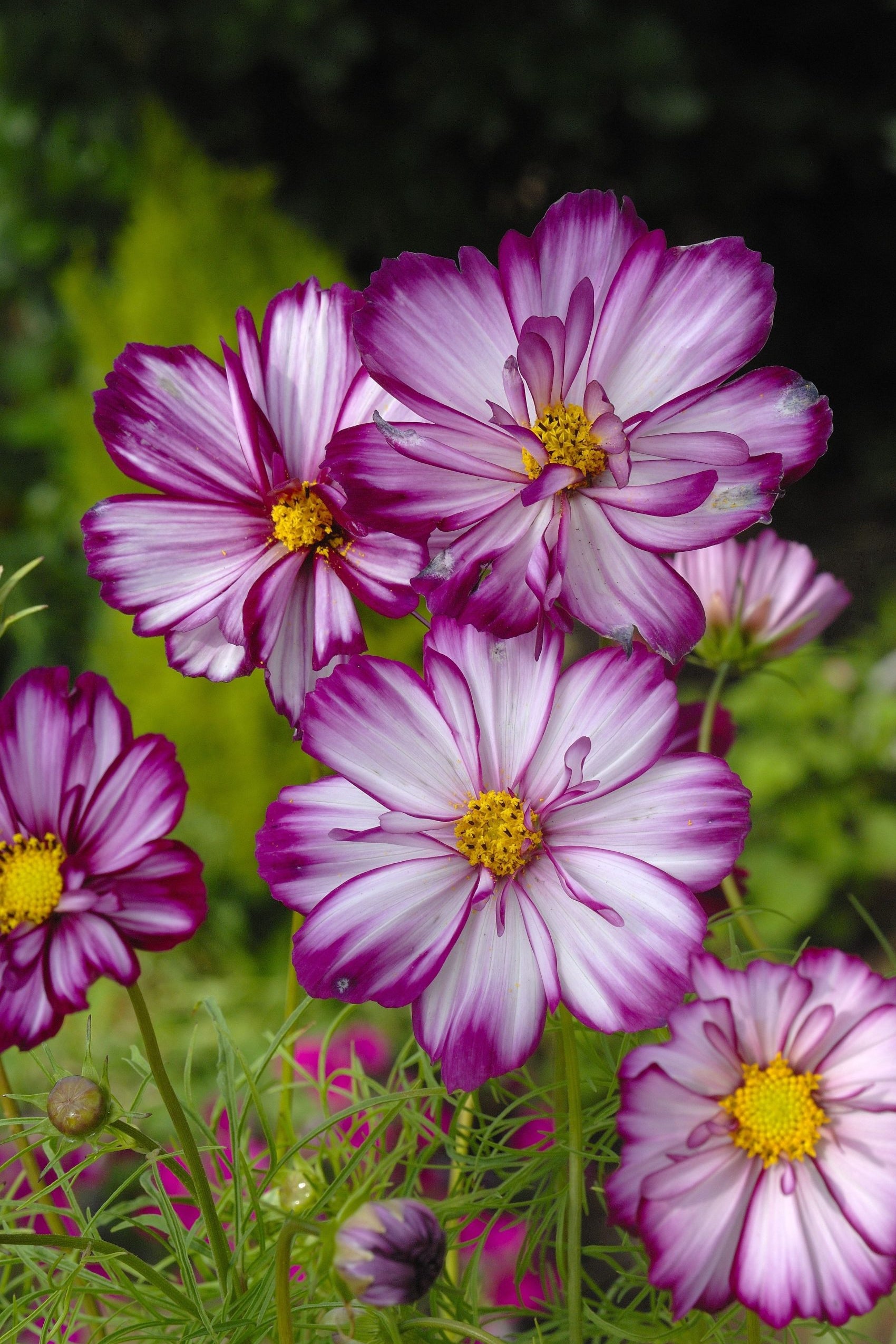 Frø: Cosmos bipinnatus 'Fizzy Rose Picotee'
