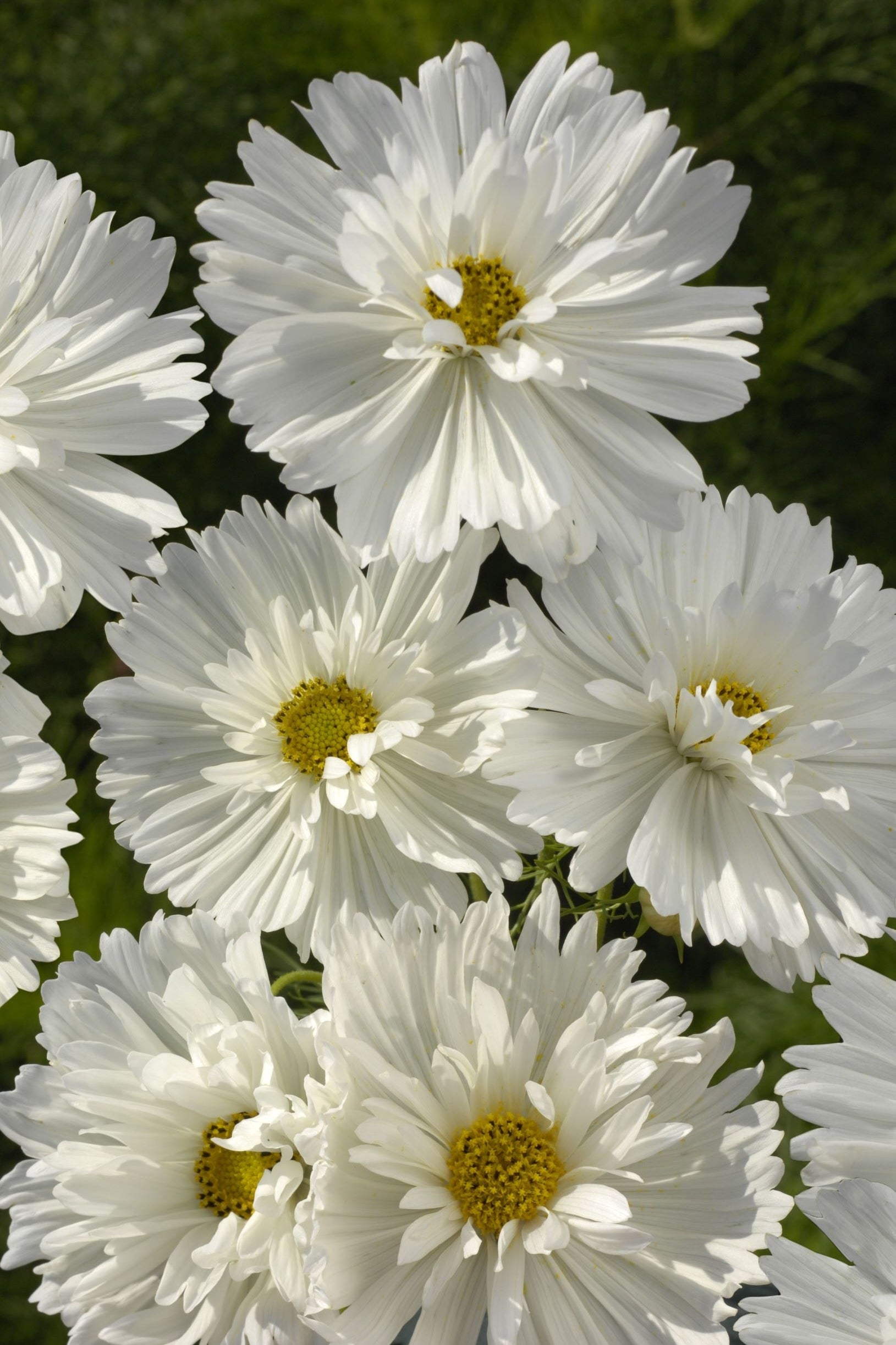 Frø: Cosmos bipinnatus 'Fizzy White'