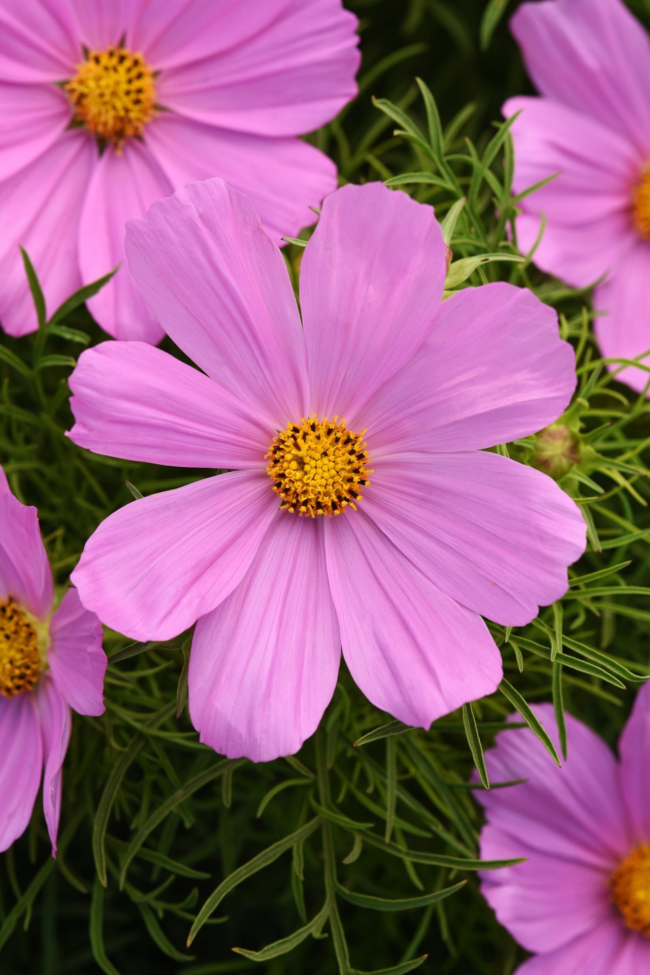 Frø: Cosmos bipinnatus 'Sonata Pink'