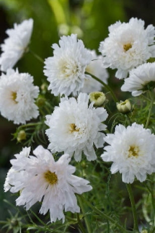 Frø: Cosmos bipinnatus 'Double Click Snow Puff'