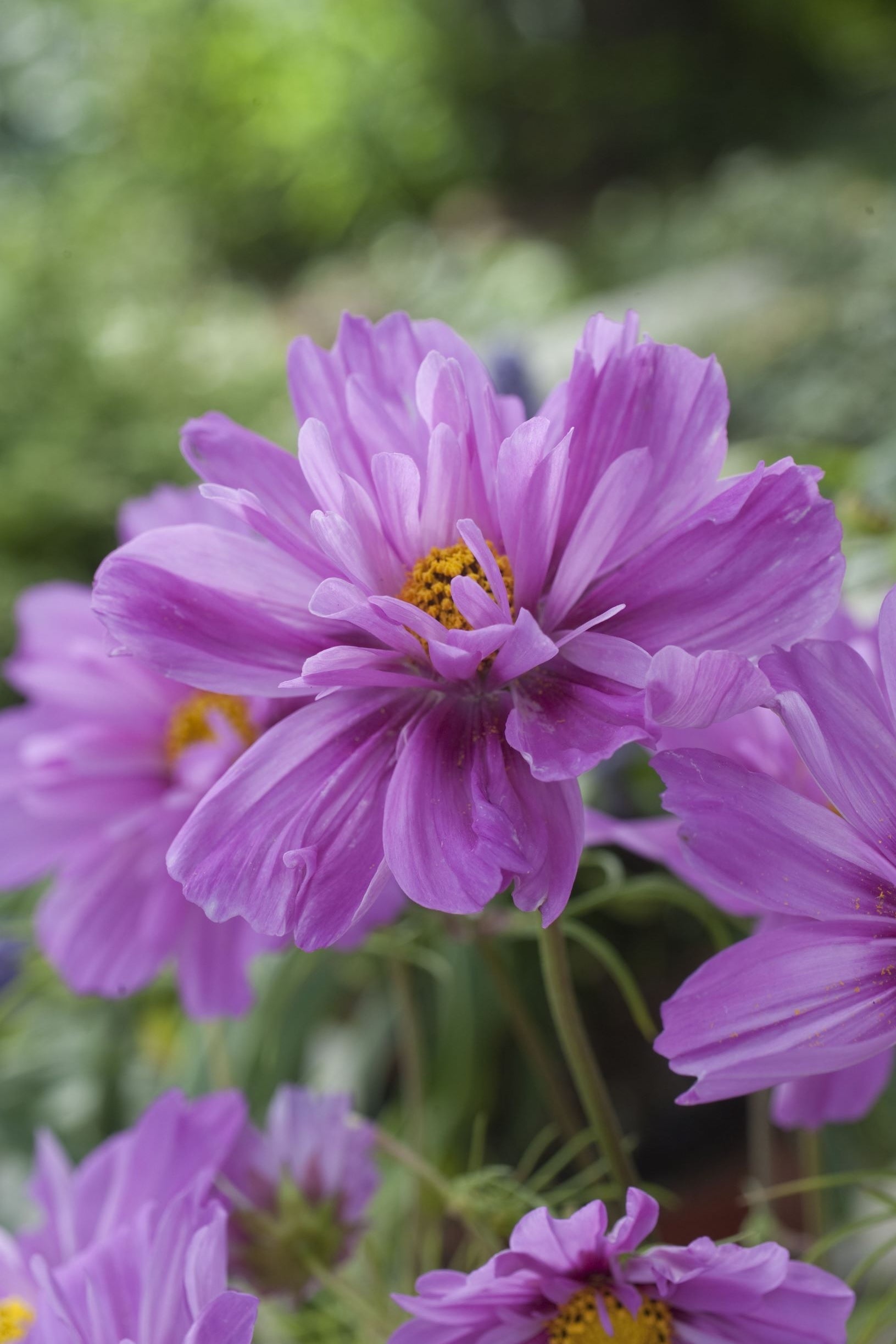 Frø: Cosmos bipinnatus 'Fizzy Pink Dark Centre'