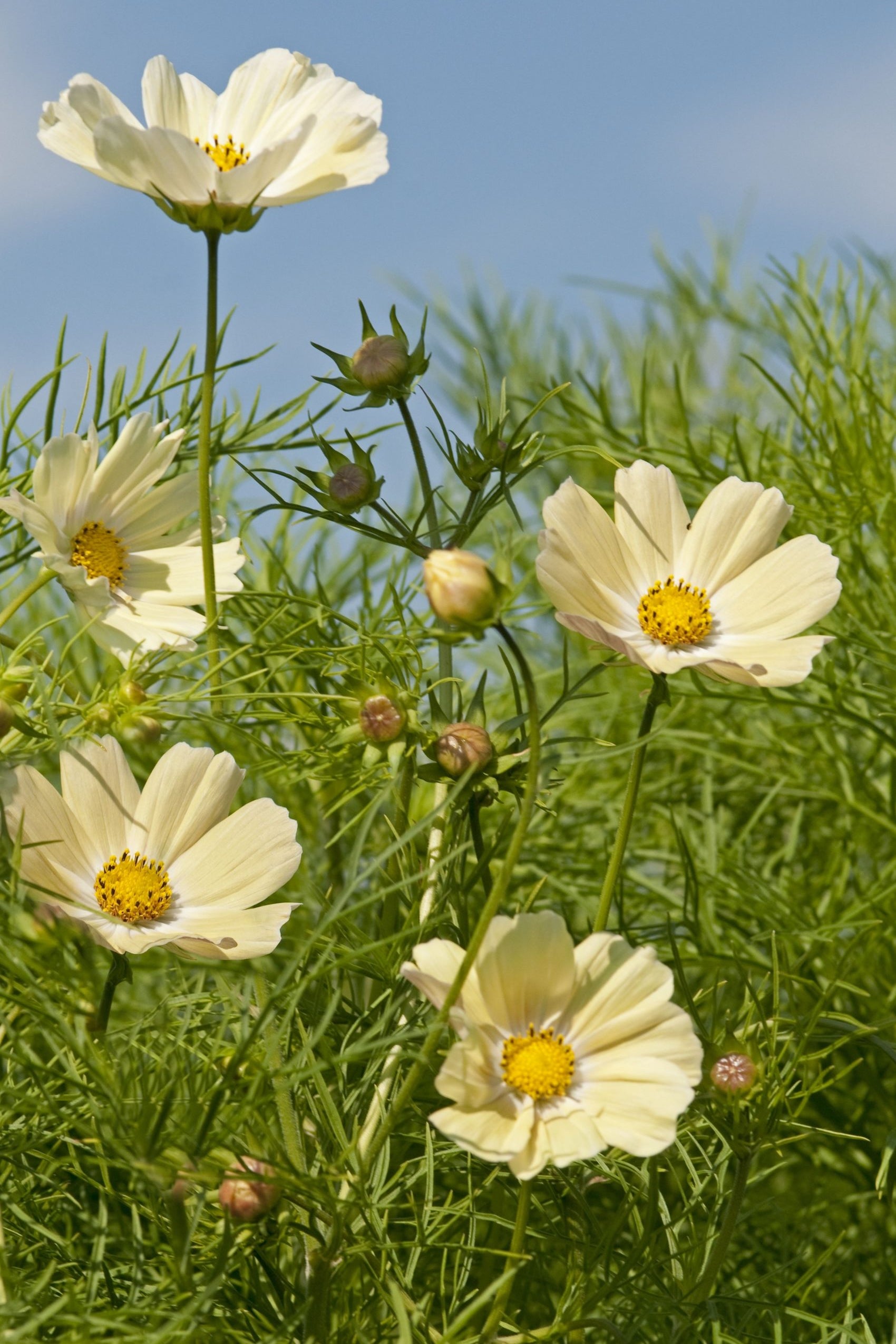 Frø: Cosmos bipinnatus 'Kiiro'