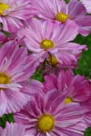 Frø: Cosmos bipinnatus 'Rosetta'