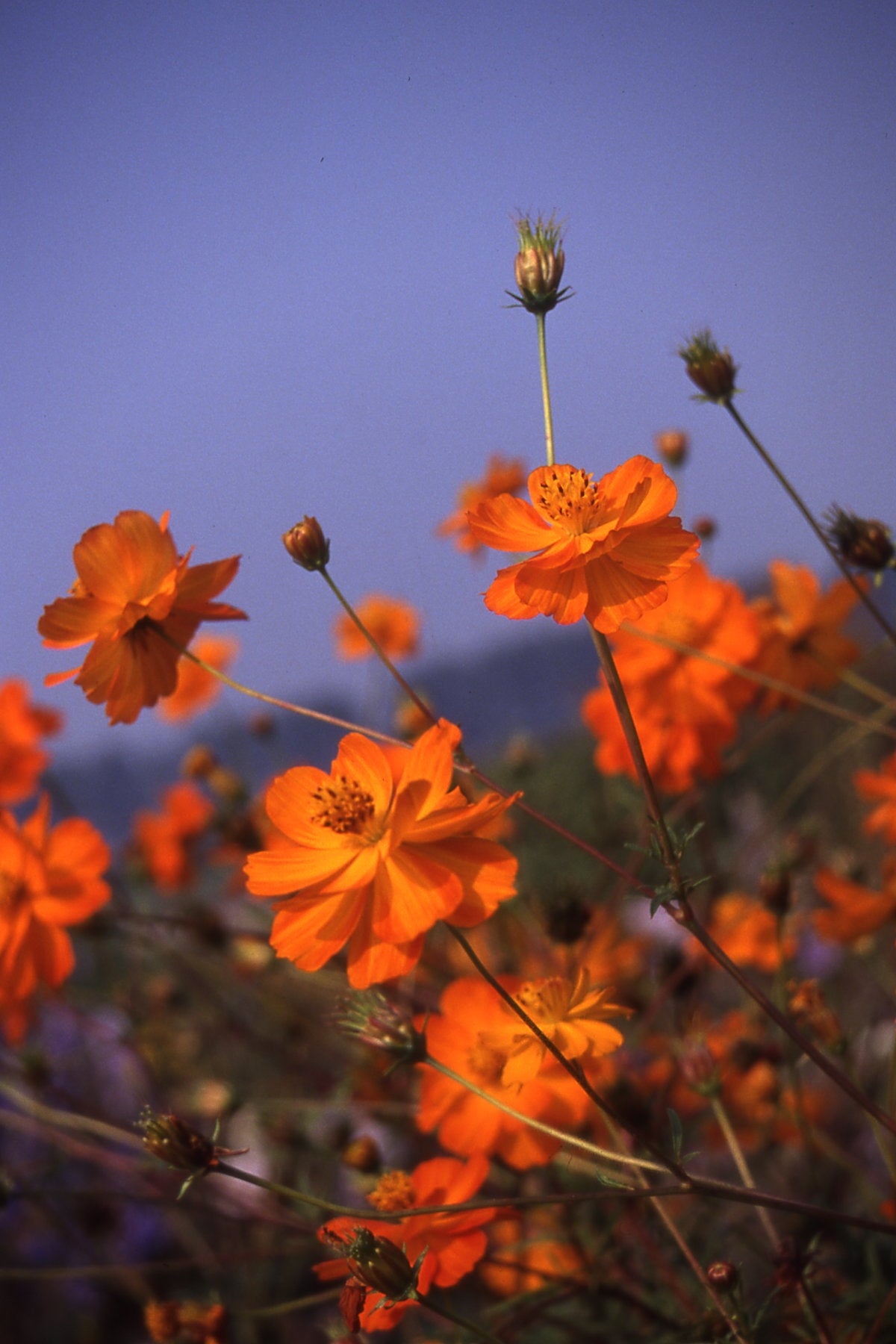 Frø: Cosmos sulphureus 'Crest Orange'