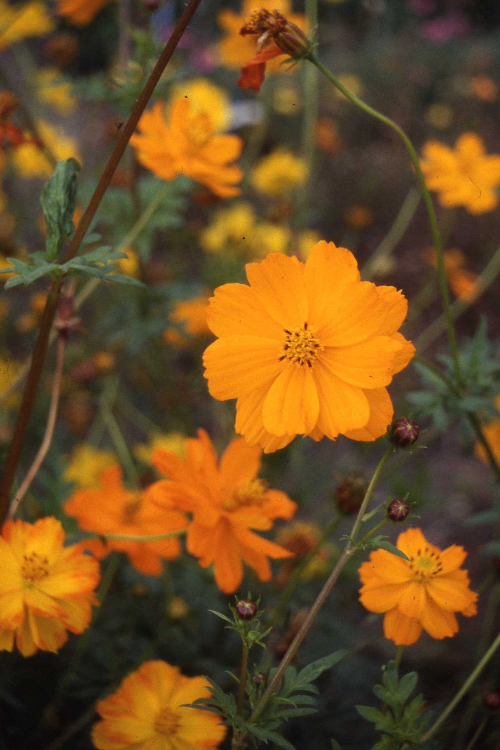 Frø: Cosmos sulphureus 'Crest Sunset'