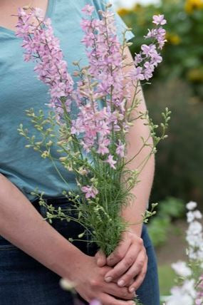 Frø: Delphinium consolida 'Fancy Belladonna'