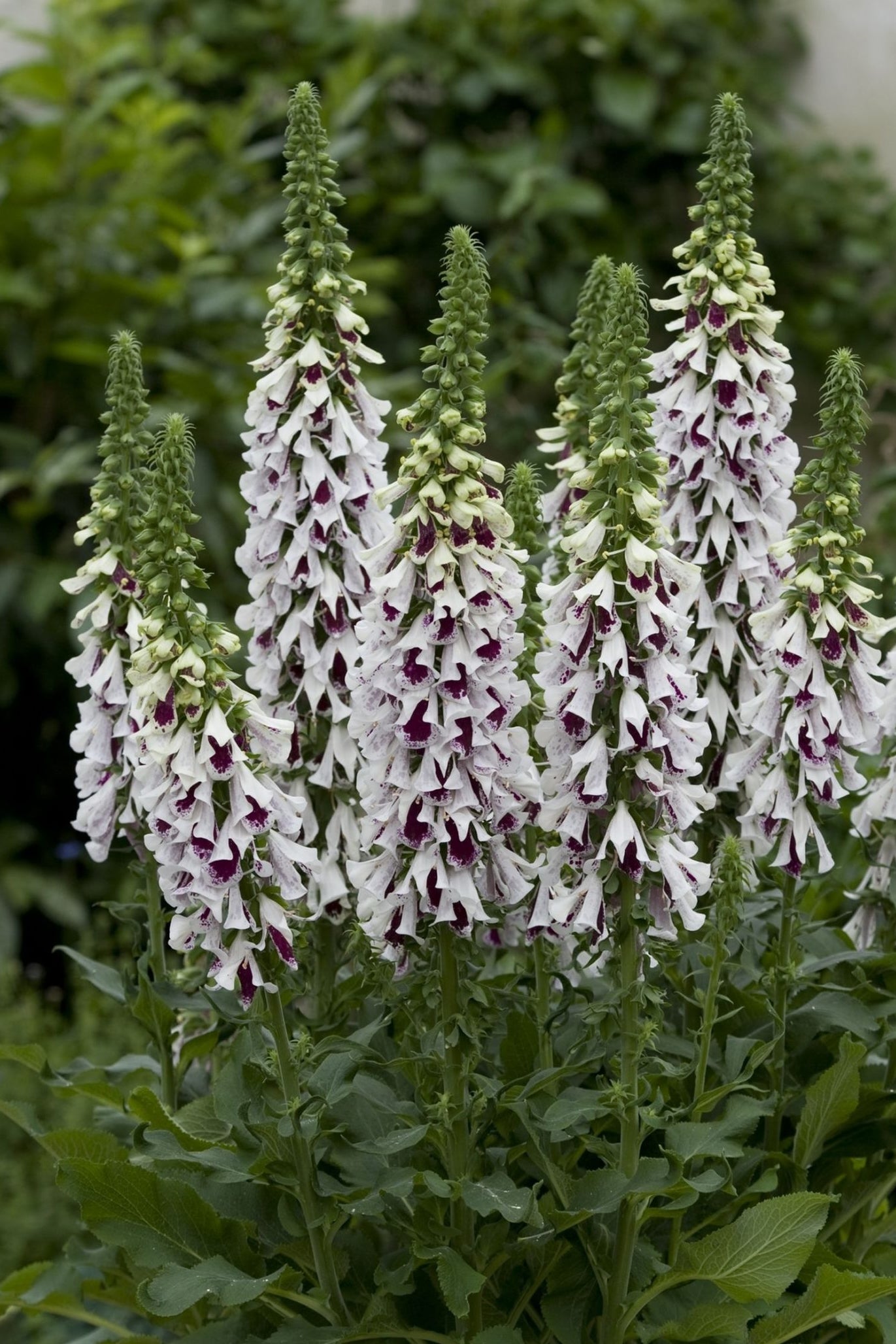Frø: Digitalis hybrida 'Pam's Split'