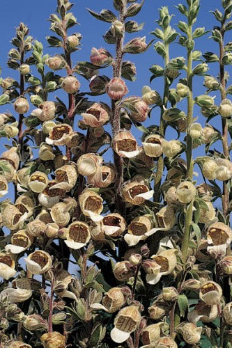 Frø: Digitalis lanata 'Cafe Creme'