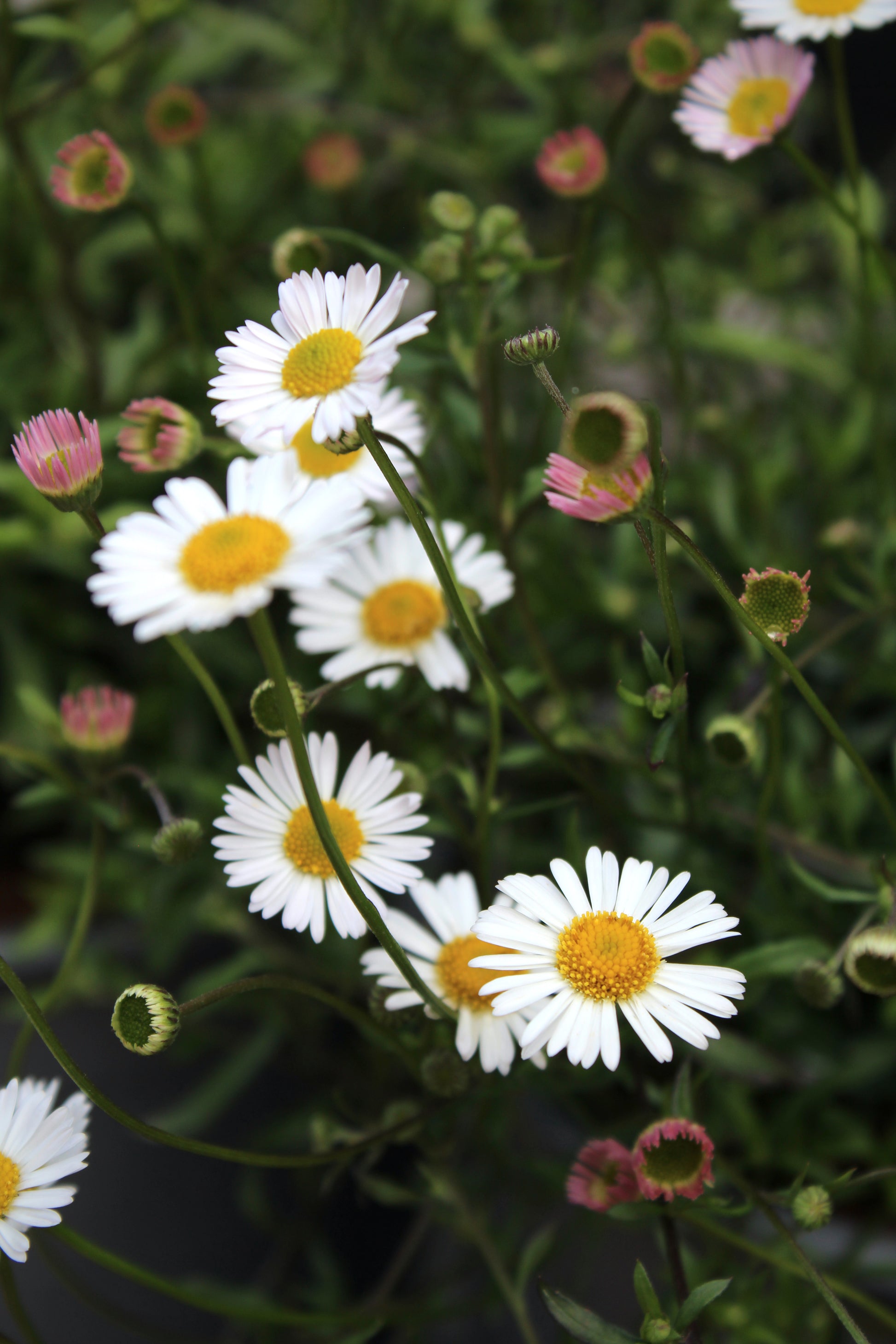 Frø: Erigeron karvinskianus 'Profusion'