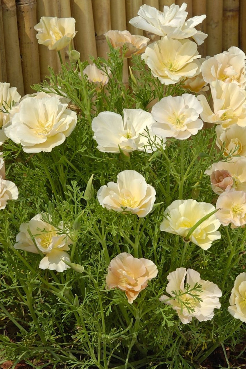 Frø: Eschscholzia cal. 'Thai Silk Pink Champagne'