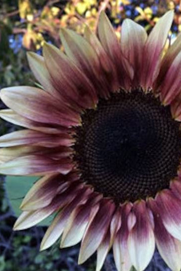 Frø: Helianthus annuus 'Pro Cut Plum'