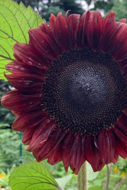 Frø: Helianthus annuus 'Pro Cut Red'